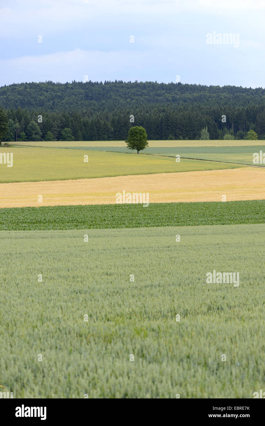 Landscape of a tree in the middle of diffrent corn fields and a forest in the background, Germany, Bavaria, Oberpfalz Stock Photo