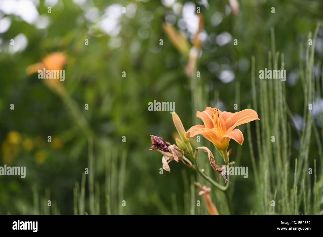 common day lily, tawny daylily, yellow daylily, orange daylily (Hemerocallis fulva), single flower in a inflorescence Stock Photo