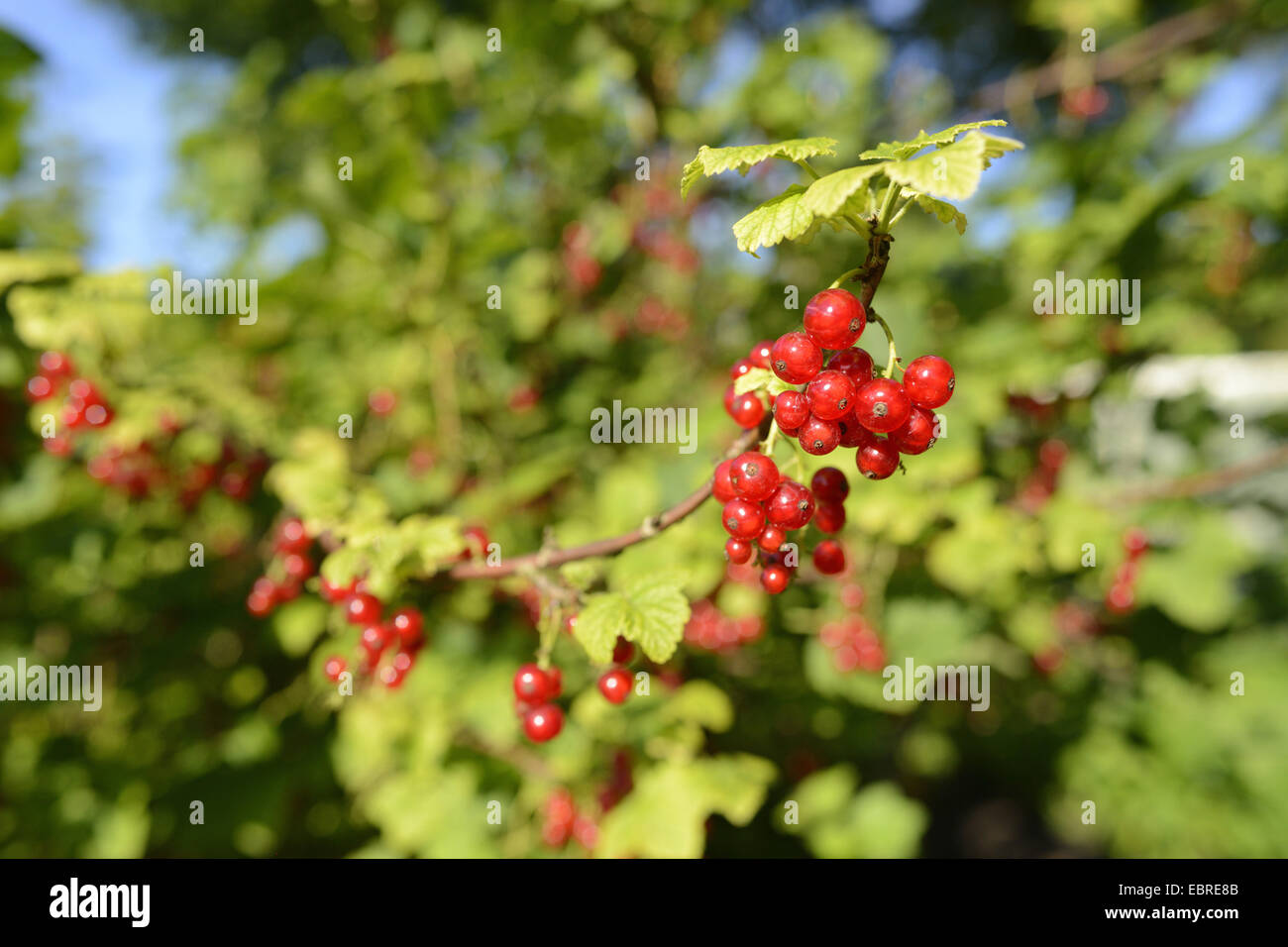 northern red currant (Ribes rubrum), currants on the bush, Germany Stock Photo