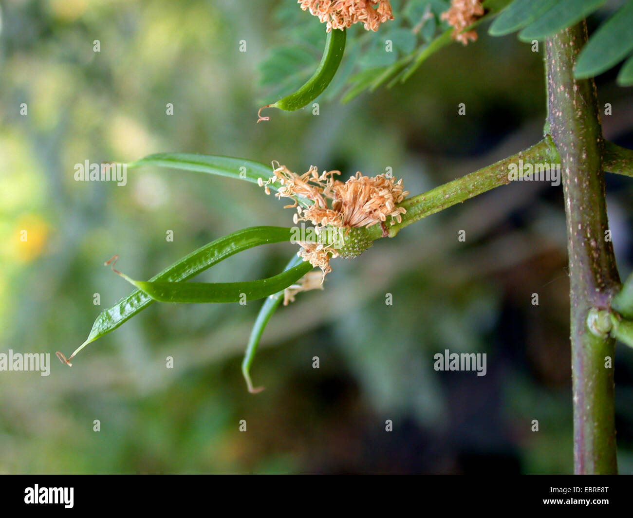 White Leadtree, Wild Tamarind, Jumbay, White Popinac (Leucaena leucocephala), young fruits Stock Photo