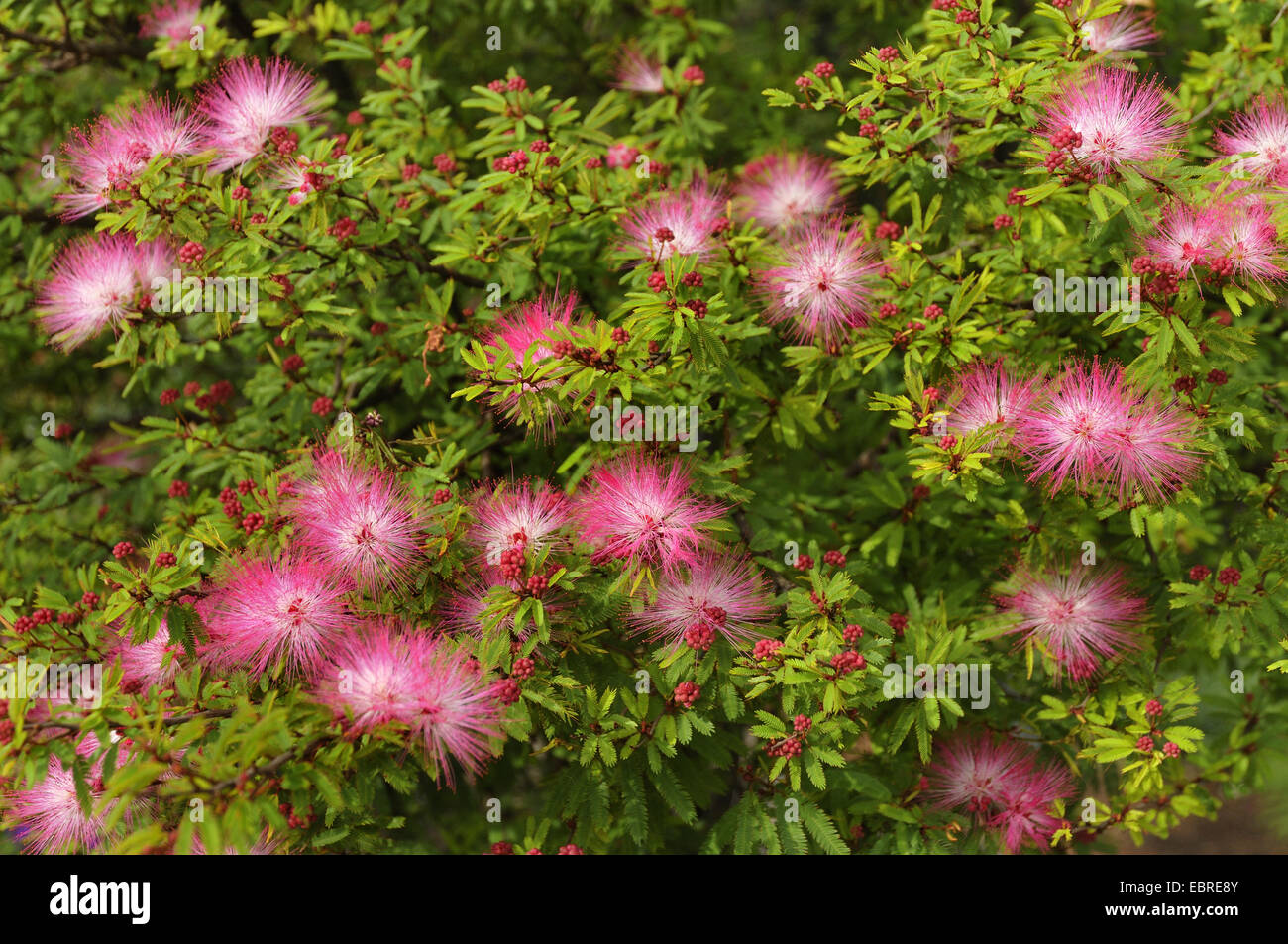 powderpuff tree (Calliandra tweedii), blooming Stock Photo