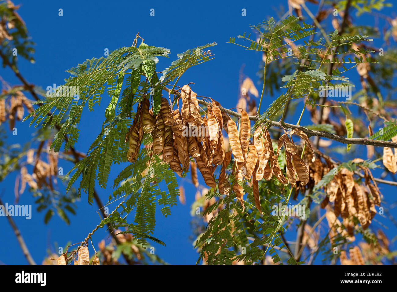 Silk Tree, Pink Siris (Albizia julibrissin), branches with fruits Stock Photo