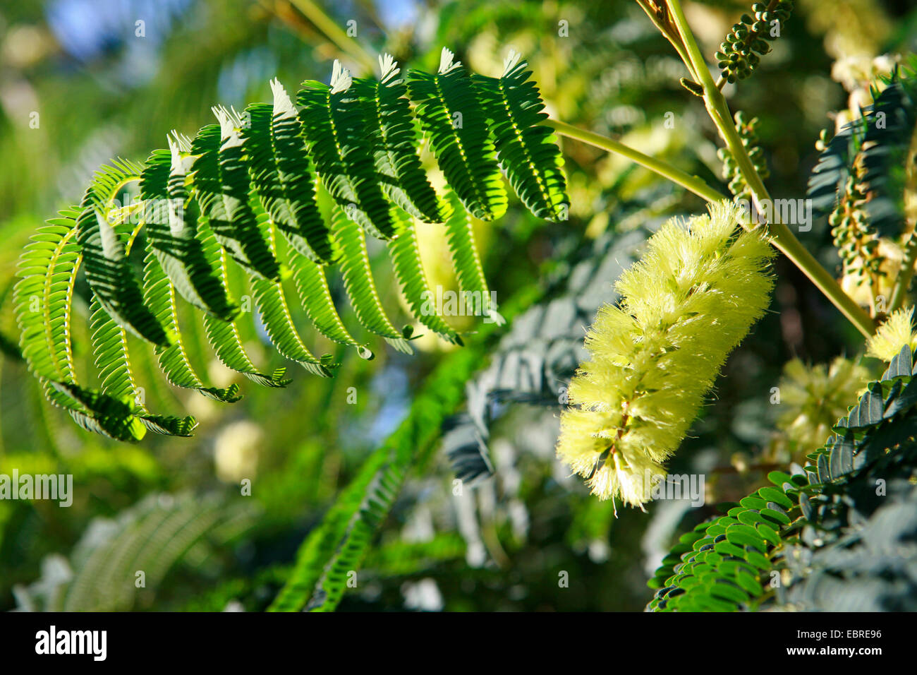 Plume Acacia, Cape Wattle (Albizia lophantha, Acacia lophantha, Paraserianthes lophantha), leaves, inflorescence und fruits Stock Photo