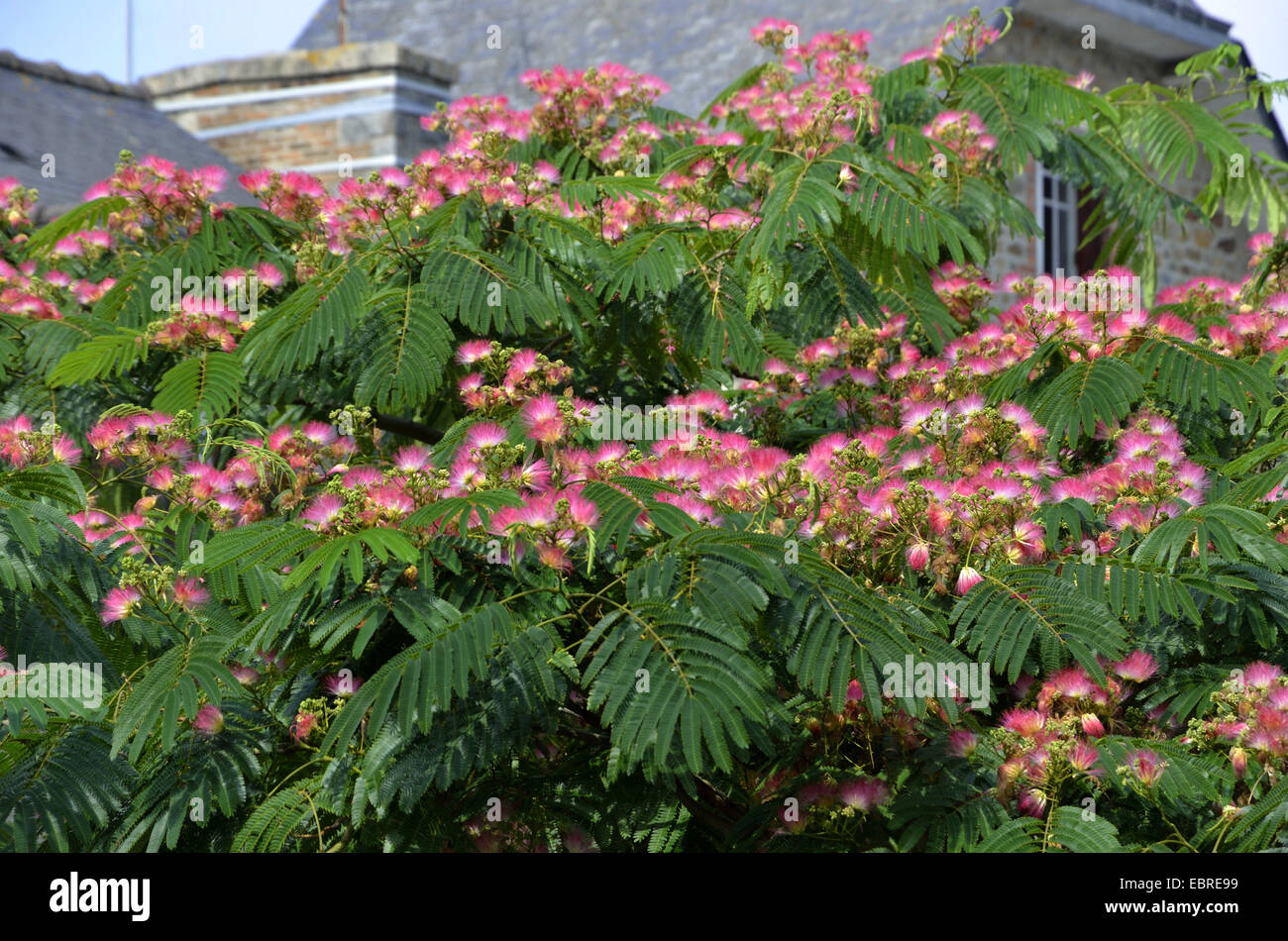 Silk Tree, Pink Siris (Albizia julibrissin), blooming tree, France, Brittany, Lamballe Stock Photo