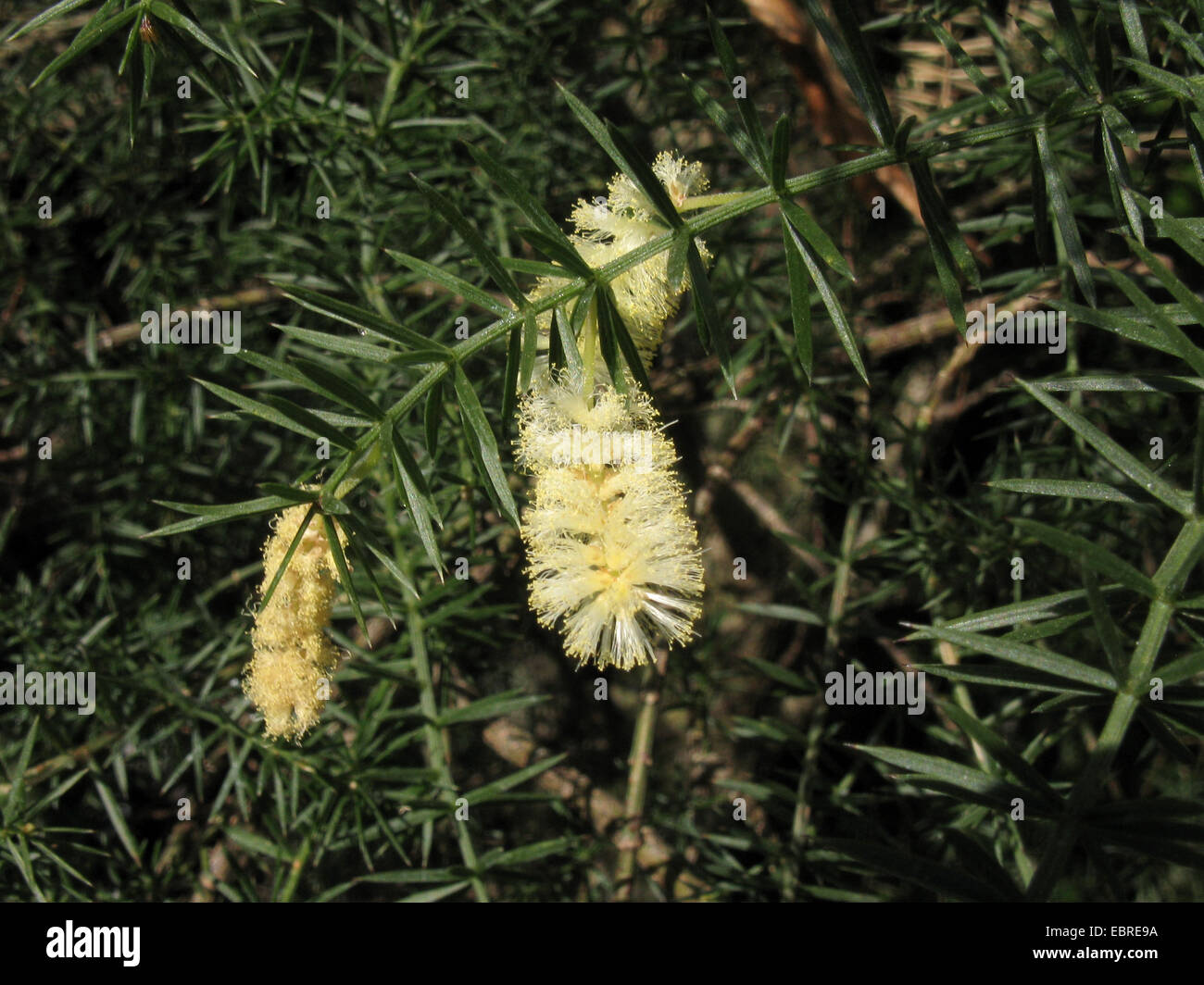 Prickly Moses, Prickly-leaved Wattle, Star-Leaved Acacia, Prickly Mimosa, Whorl-Leaved Acacia (Acacia verticillata), blooming branch Stock Photo