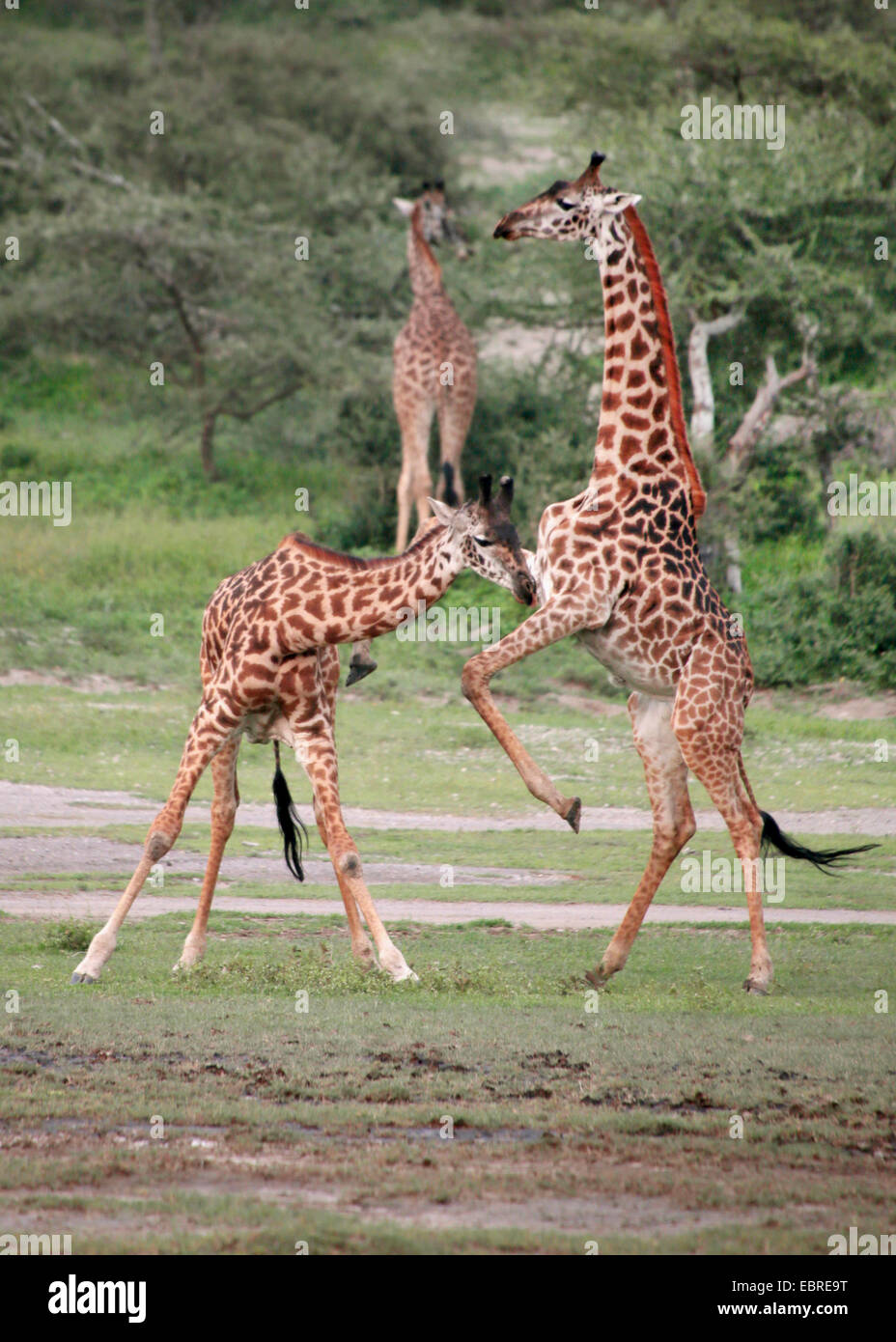 Masai giraffe (Giraffa camelopardalis tippelskirchi), fighting giraffes, Tanzania, Serengeti National Park Stock Photo