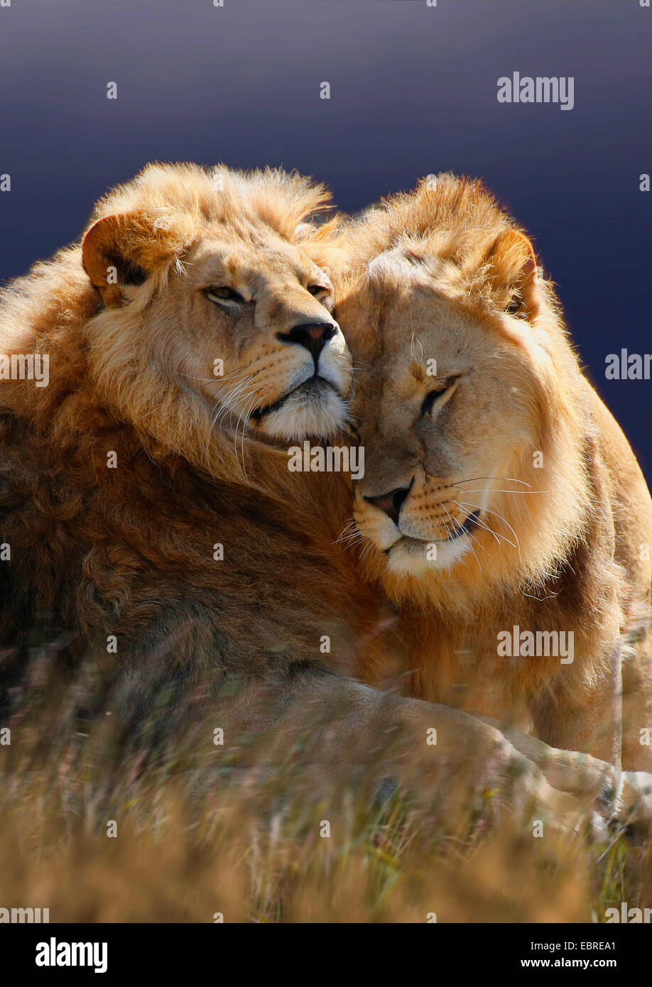 lion (Panthera leo), two smooching lions, Tanzania, Serengeti National Park Stock Photo