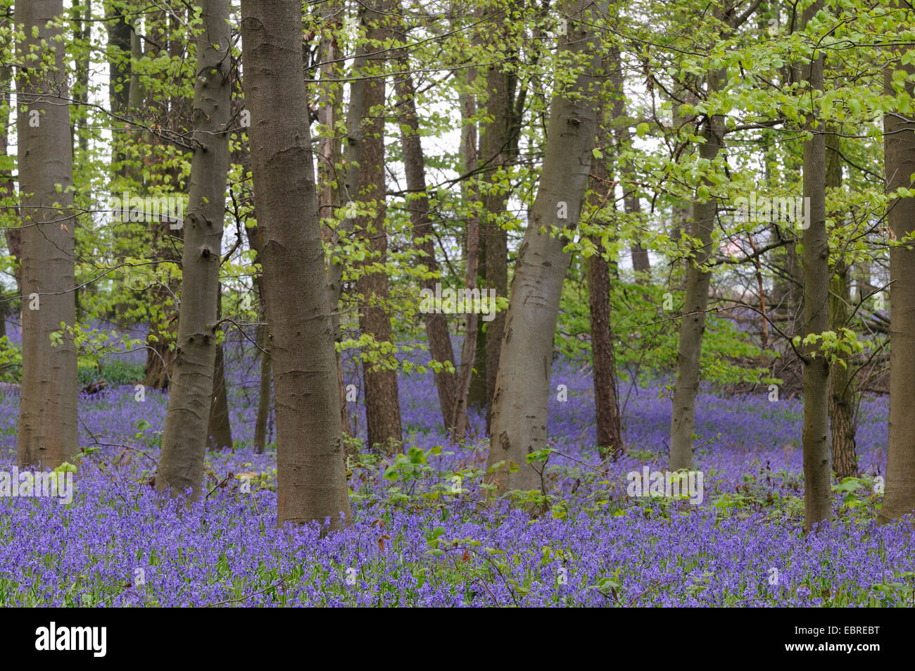 Atlantic bluebell (Hyacinthoides non-scripta, Endymion non-scriptus, Scilla non-scripta), blooming on the forest ground in spring, Germany Stock Photo