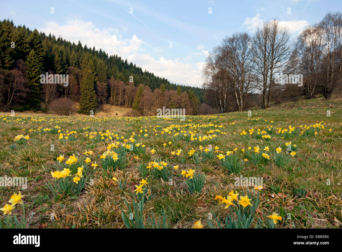 common daffodil (Narcissus pseudonarcissus), wild daffodils in Perlenbach valley, Perlenbachtal, Germany, North Rhine-Westphalia, Eifel National Park Stock Photo