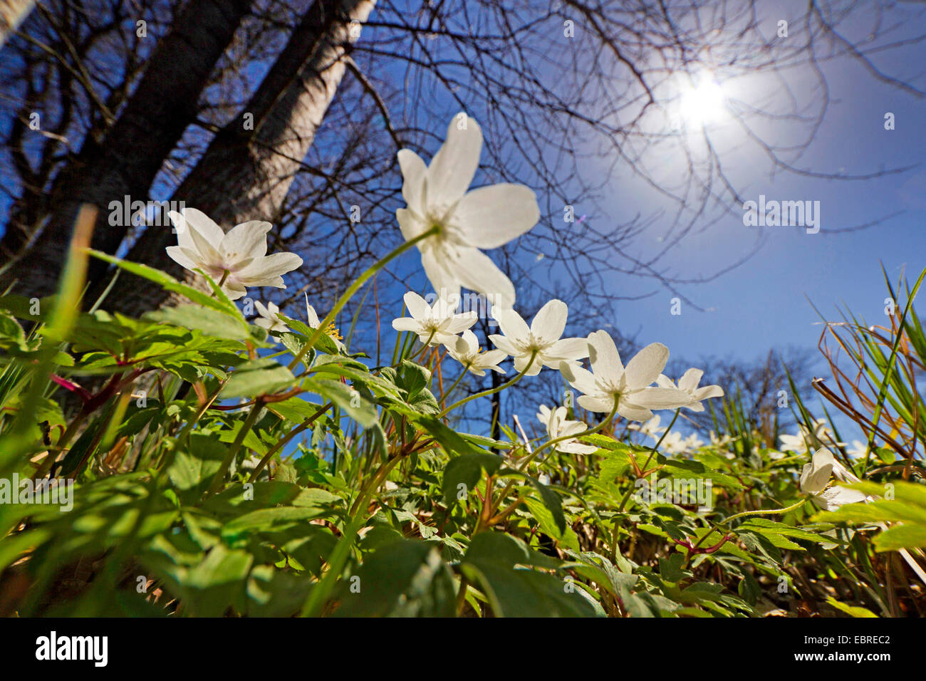 wood anemone (Anemone nemorosa), blooming on the forest ground, Germany