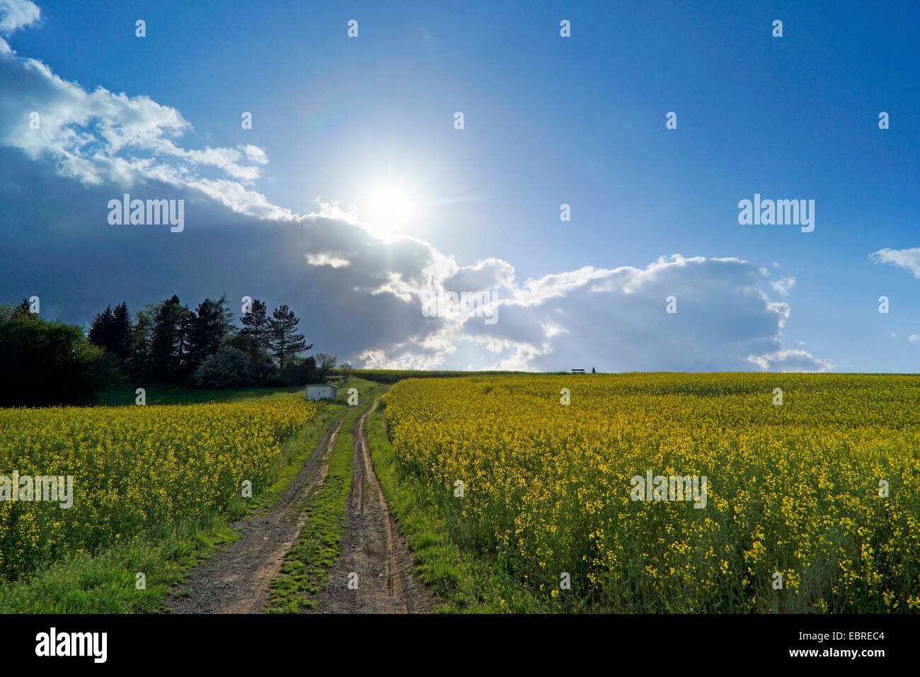 field path in blooming rape fields, Germany, Saxony, Jocketa Stock Photo