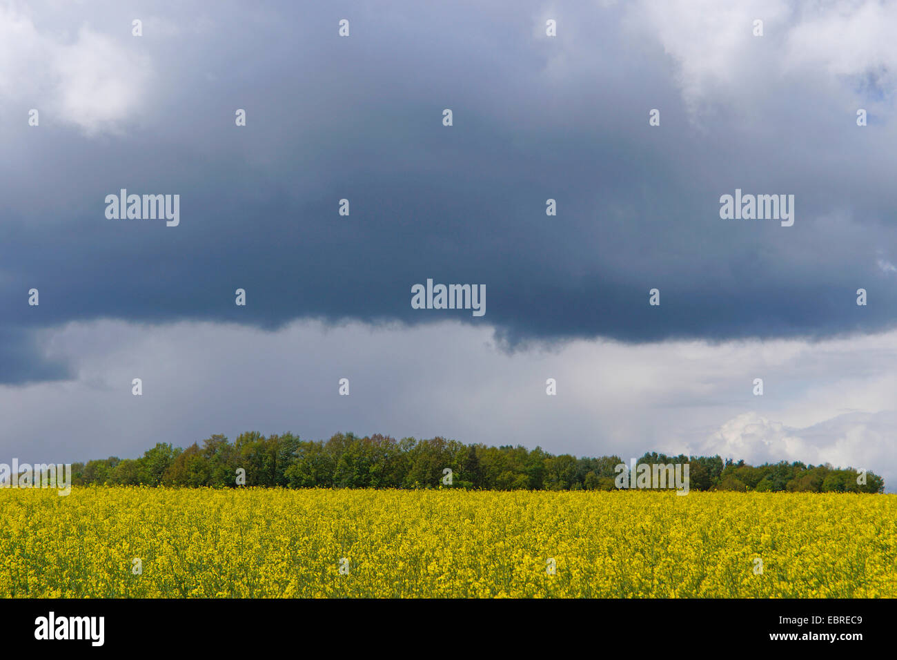 rain clouds over blooming rape field, Germany, Saxony, Jocketa Stock Photo