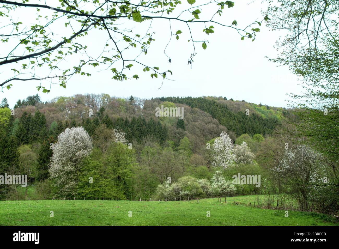 Bergisches Land in spring, Germany, North Rhine-Westphalia Stock Photo