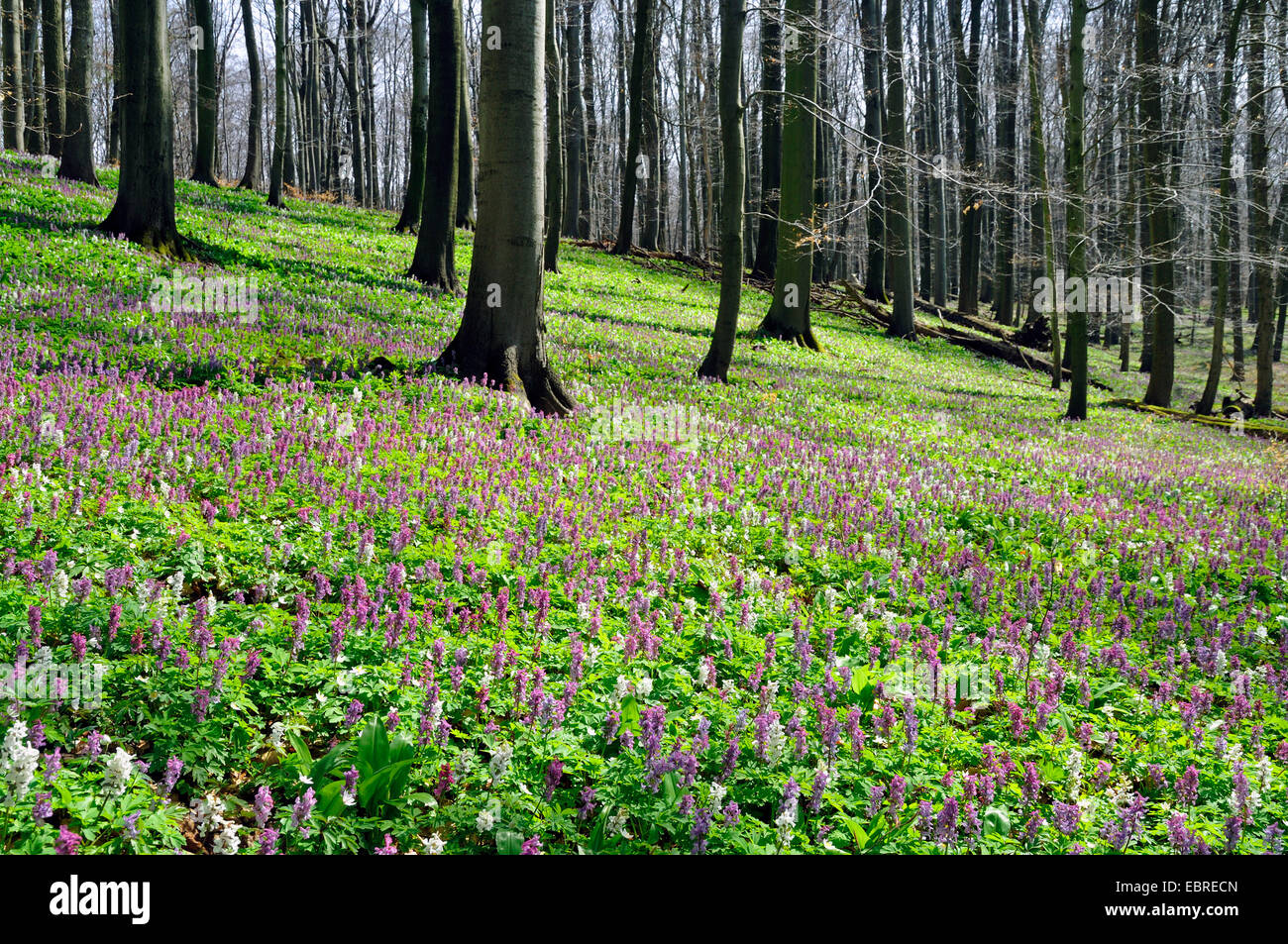 bulbous corydalis, fumewort (Corydalis cava), flowering in spring forest, Germany, Thueringen, Hainich National Park Stock Photo