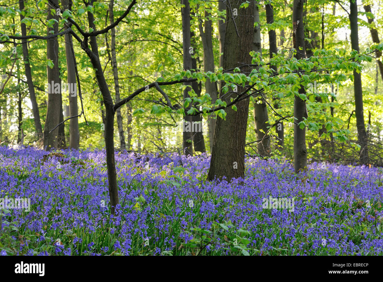 Atlantic bluebell (Hyacinthoides non-scripta, Endymion non-scriptus, Scilla non-scripta), blooming in a spring wood, Germany, North Rhine-Westphalia Stock Photo