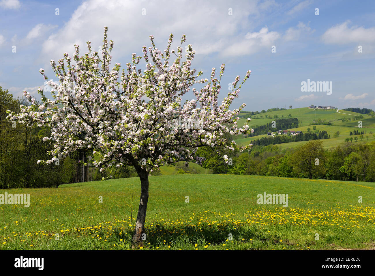 apple tree (Malus domestica), Blossoming Appel Tree in Spring, Austria, Lower Austria, Mostviertel, Waidhofen an der Ybbs Stock Photo