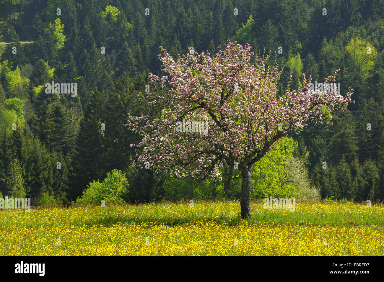 apple tree (Malus domestica), Blossoming Appel Tree in Spring, Austria, Lower Austria, Mostviertel, Waidhofen an der Ybbs Stock Photo