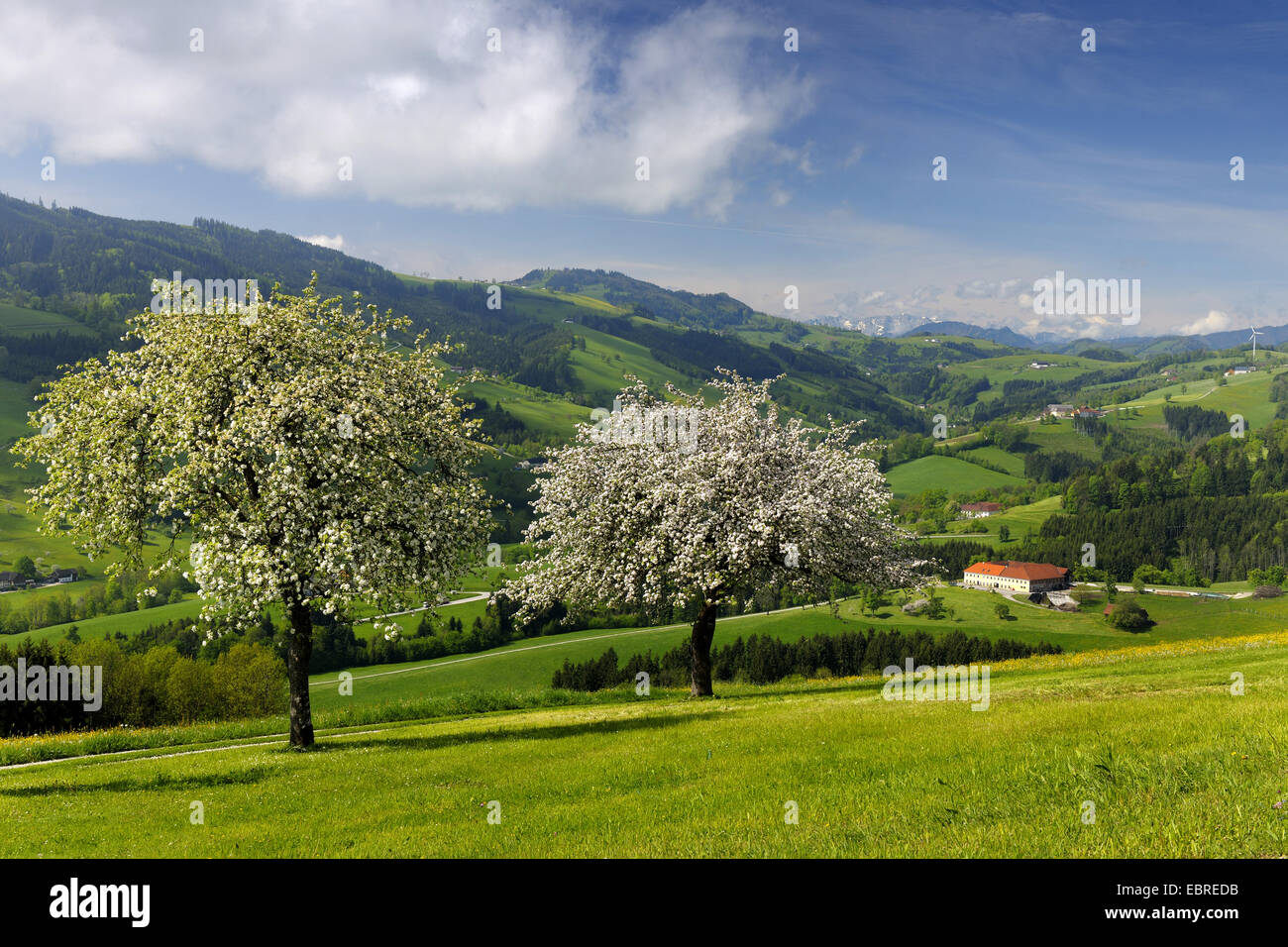 flowering apple tree and pear tree in hilly landscape, Austria, Lower Austria, Mostviertel, Waidhofen an der Ybbs Stock Photo