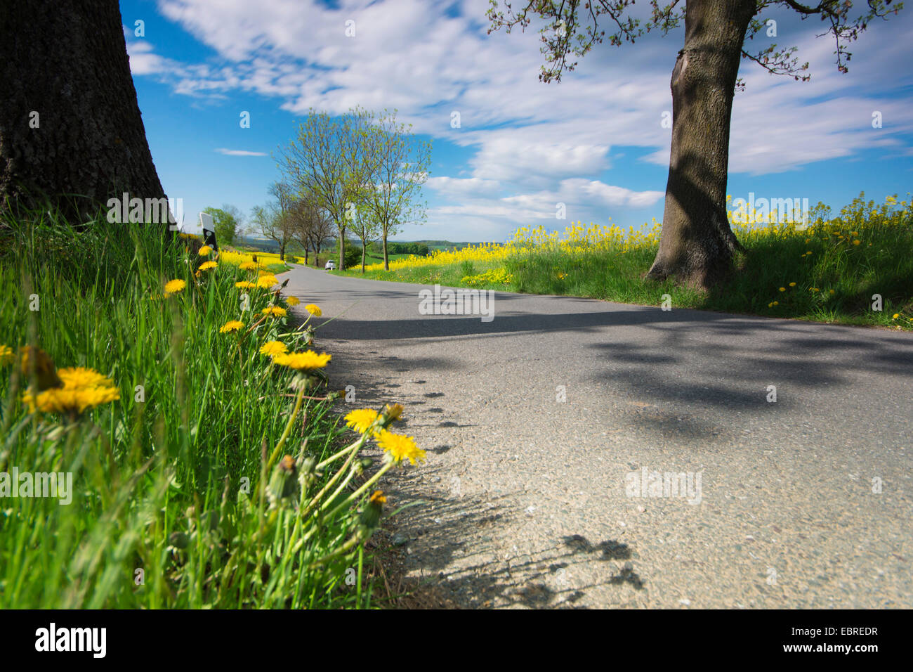 blooming dandelions roadsides in field landscape, Germany Stock Photo