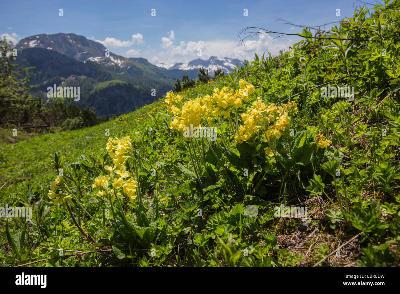 True oxlip (Primula elatior), flowering at mountainside with alps in the background, Germany, Bavaria, Jenner Stock Photo