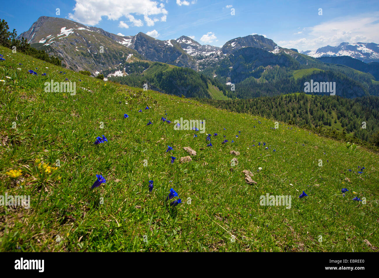 Gentiana clusii (Gentiana clusii), many flowering on alpine pasture, Germany, Bavaria, Jenner Stock Photo