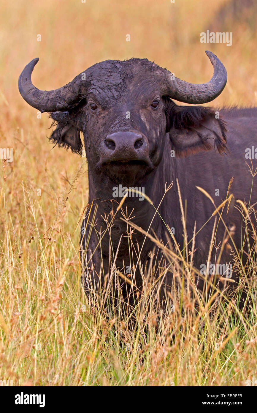 African buffalo (Syncerus caffer), portrait in savannah, Kenya, Masai Mara National Park Stock Photo