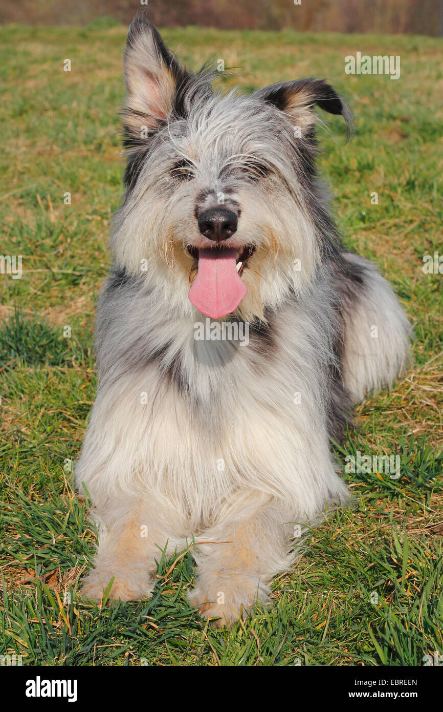 Berger de Picardie, Berger Picard (Canis lupus f. familiaris), three year old mixed breed lies in a meadow and pants, Germany Stock Photo
