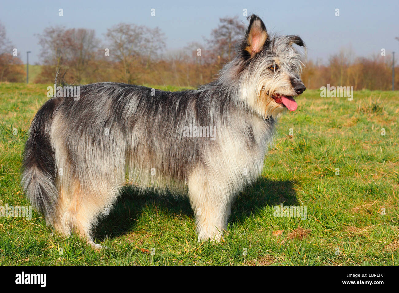 Berger de Picardie, Berger Picard (Canis lupus f. familiaris), three year old mixed breed stands in a meadow, Germany Stock Photo