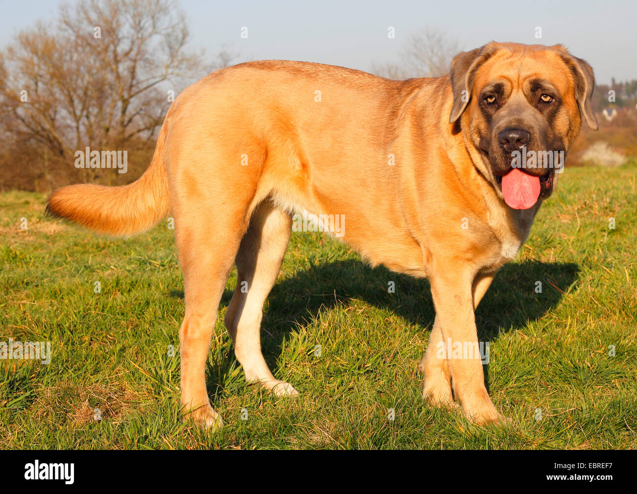 Cane Corso Italiano (Canis lupus f. familiaris), two year old female stands in a meadow, Germany Stock Photo