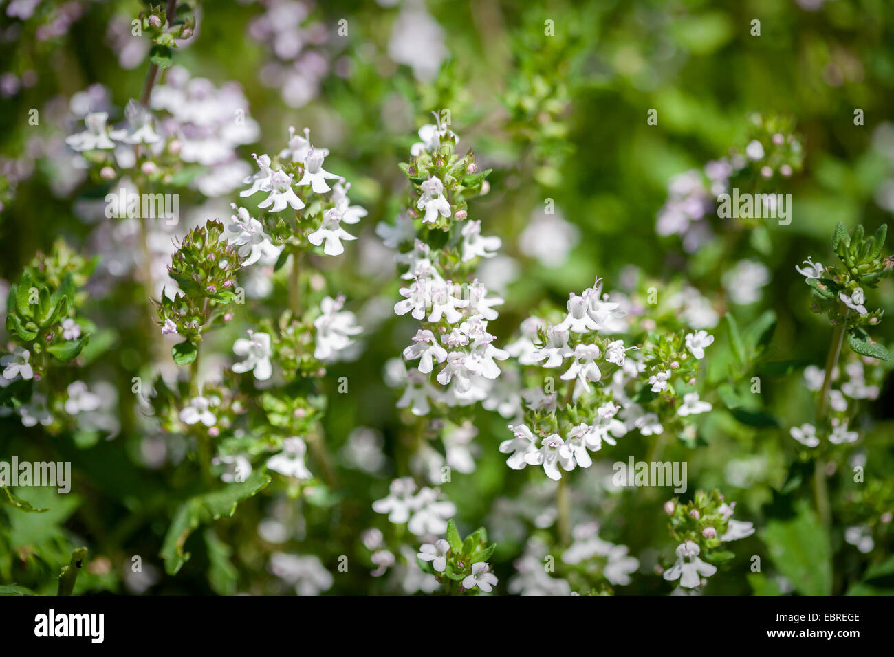 Fresh thyme herbs -thymus vulgaris - growing in garden Stock Photo