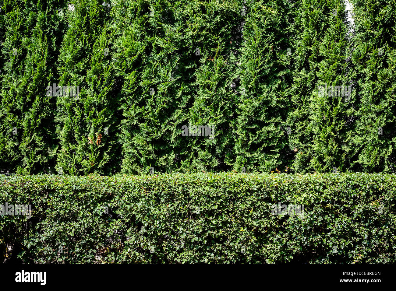 Green hedge and green trees background Stock Photo