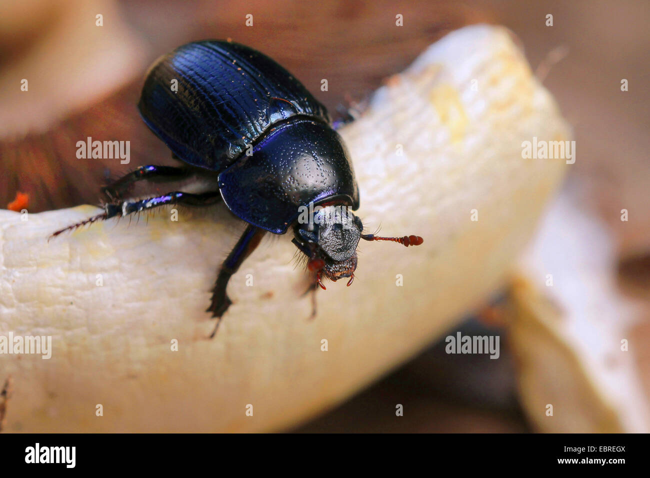 Common dor beetle (Anoplotrupes stercorosus, Geotrupes stercorosus), on a mushroom, Germany Stock Photo