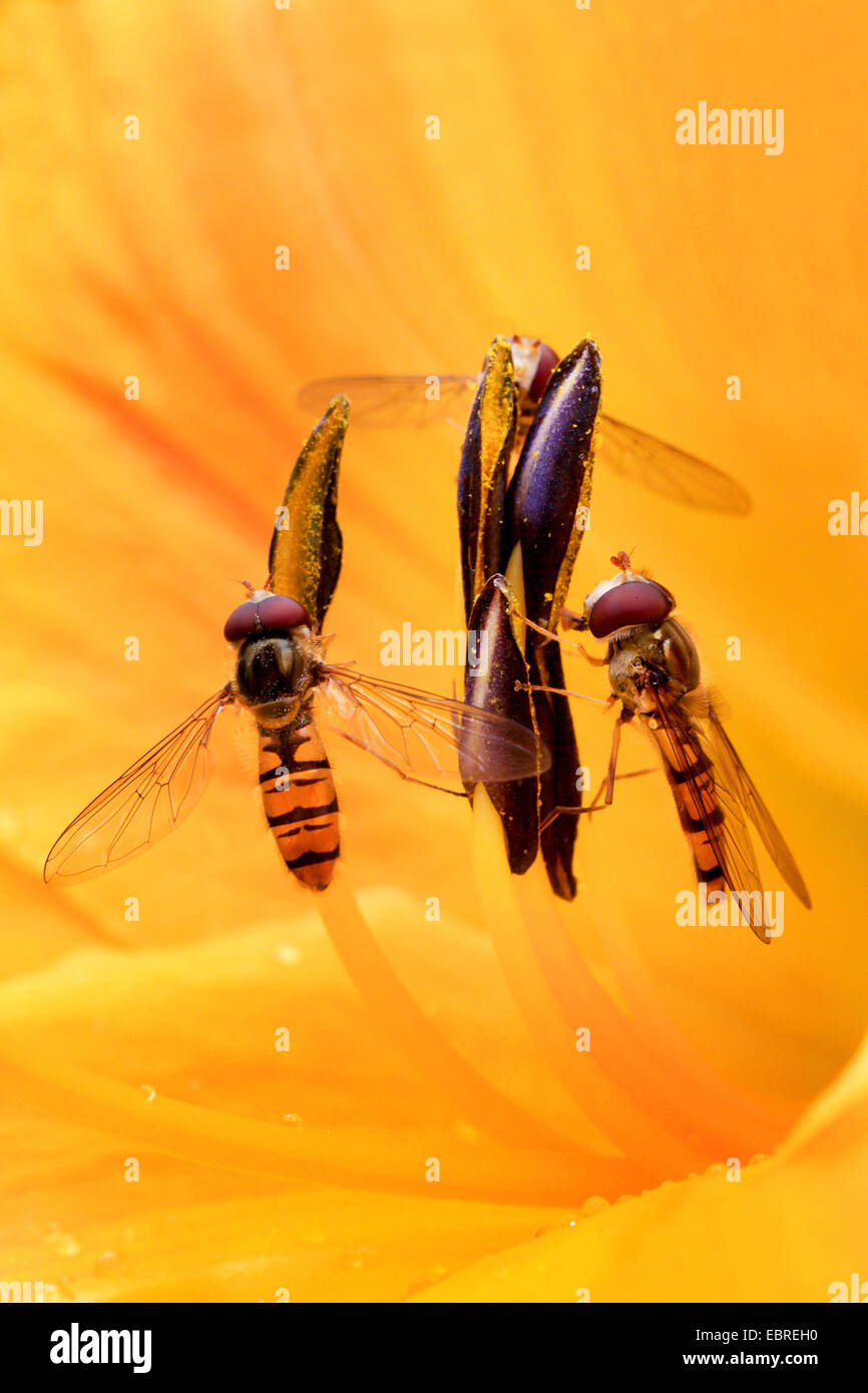 Marmalade hoverfly (Episyrphus balteatus), two hoverflies in a lily flower, Germany Stock Photo
