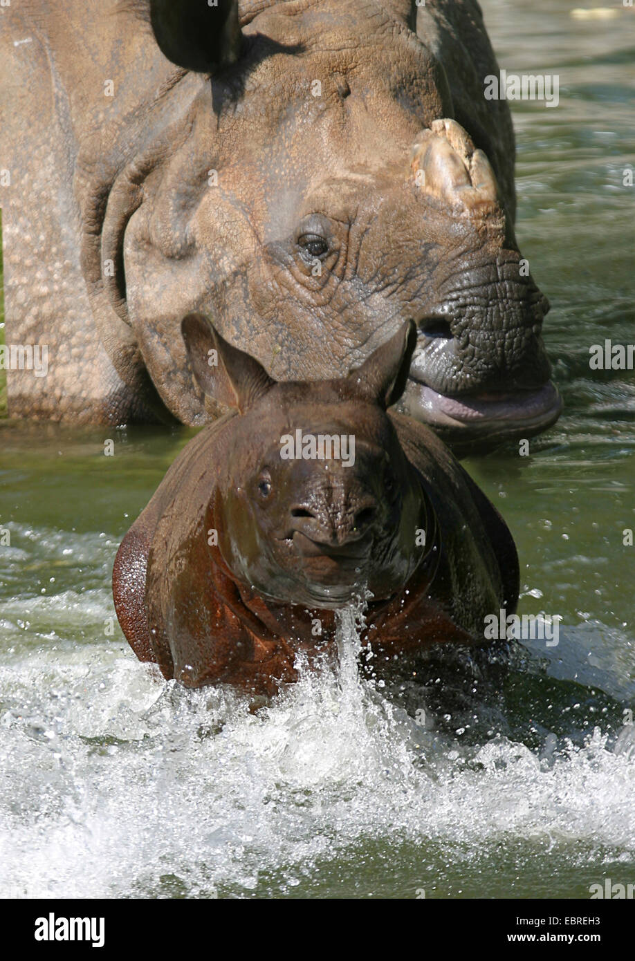 Greater Indian rhinoceros, Great Indian One-horned rhinoceros (Rhinoceros unicornis), female with pup in shallow water Stock Photo