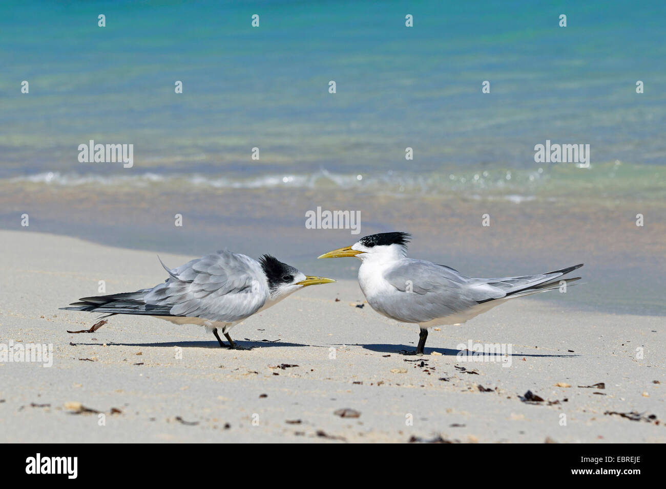 greater crested tern (Thalasseus bergii, Sterna bergii), juvenile bird is begging to an adult bird , Seychelles, Bird Island Stock Photo