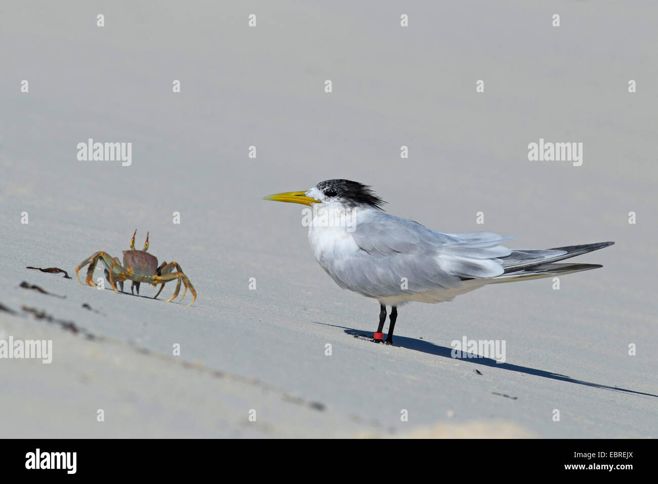 greater crested tern (Thalasseus bergii, Sterna bergii), standing at the shore with a spider crab, Seychelles, Bird Island Stock Photo