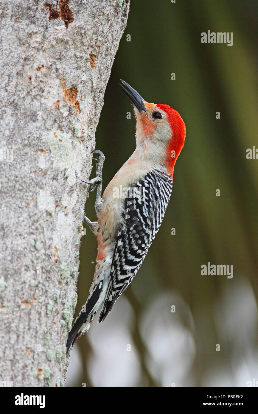 red-bellied woodpecker (Melanerpes carolinus), mals sitting at a tree trunk, USA, Florida, Everglades National Park Stock Photo