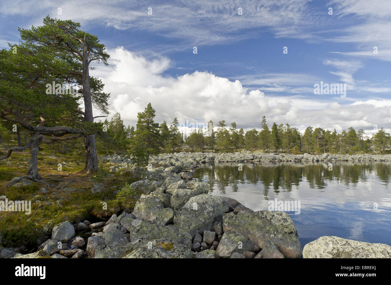 lakeshore of Rogen lake, Sweden, Haerjedalen, Naturreservat Rogen Stock Photo