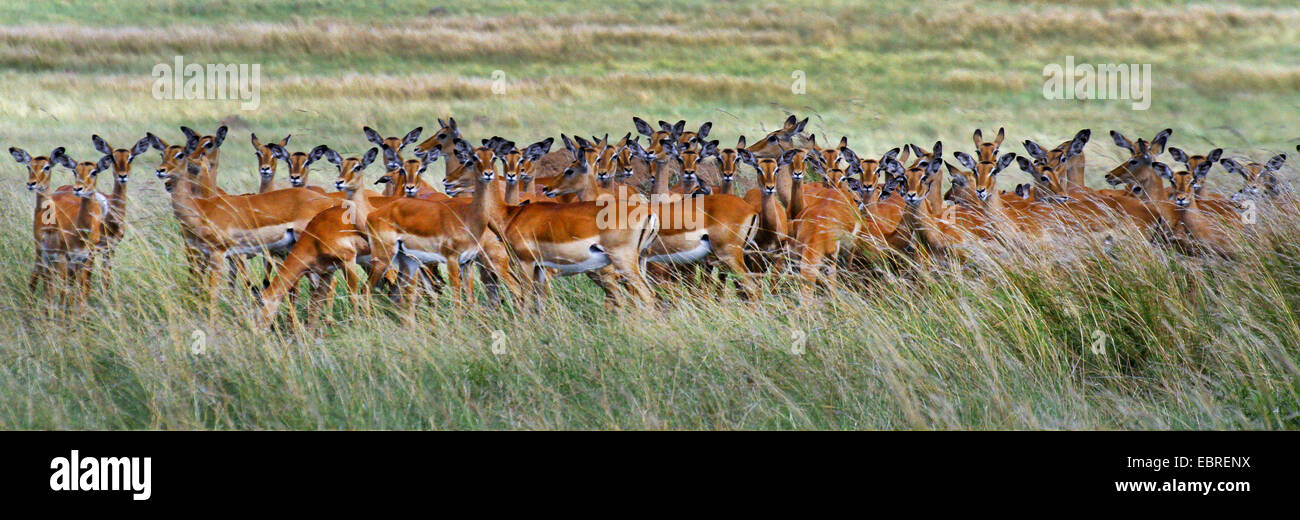 impala (Aepyceros melampus), herd in high grass, Kenya, Masai Mara National Park Stock Photo