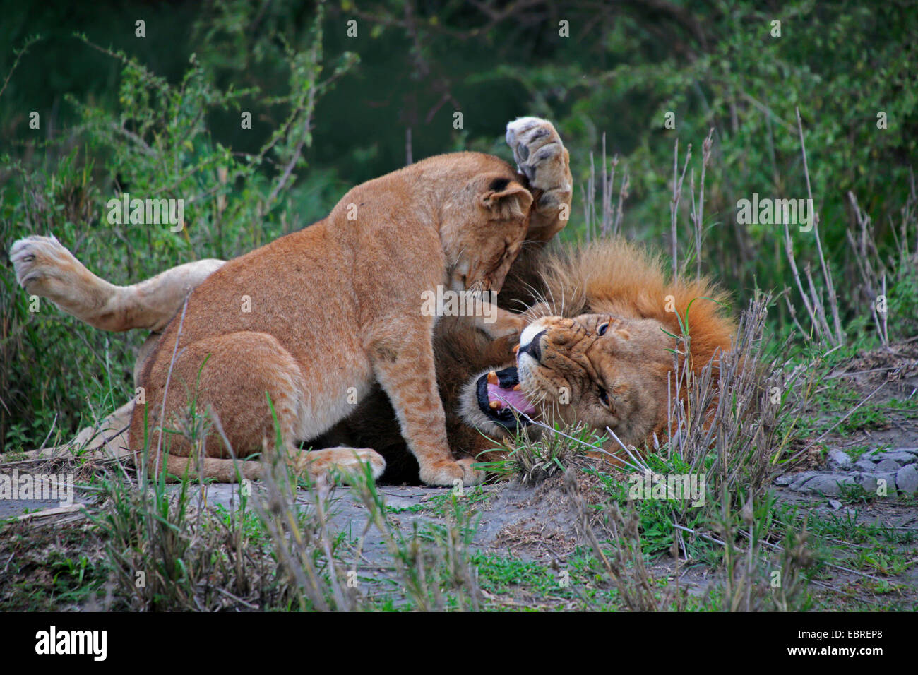 lion (Panthera leo), male lion romping with a young animal, Tanzania, Serengeti National Park Stock Photo