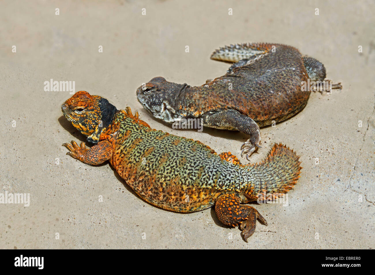 Egyptian spiny-tailed lizard, Egyptian mastigure, dabb lizard (Uromastyx aegyptia), two Egyptian spiny-tailed lizard on sandy ground Stock Photo