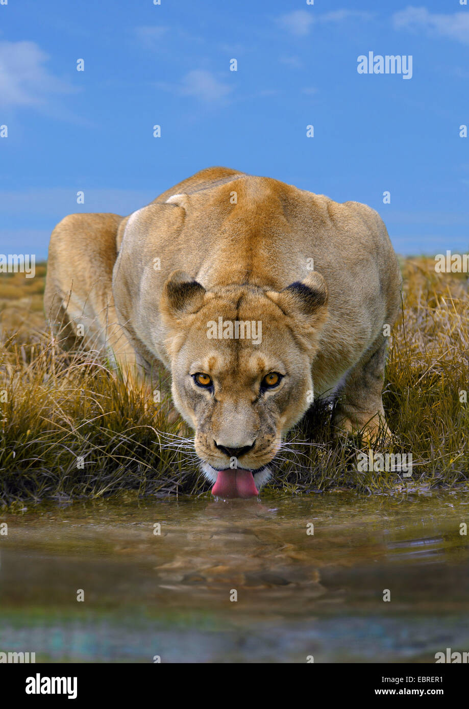 lion (Panthera leo), drinking lioness, Tanzania, Serengeti National Park Stock Photo