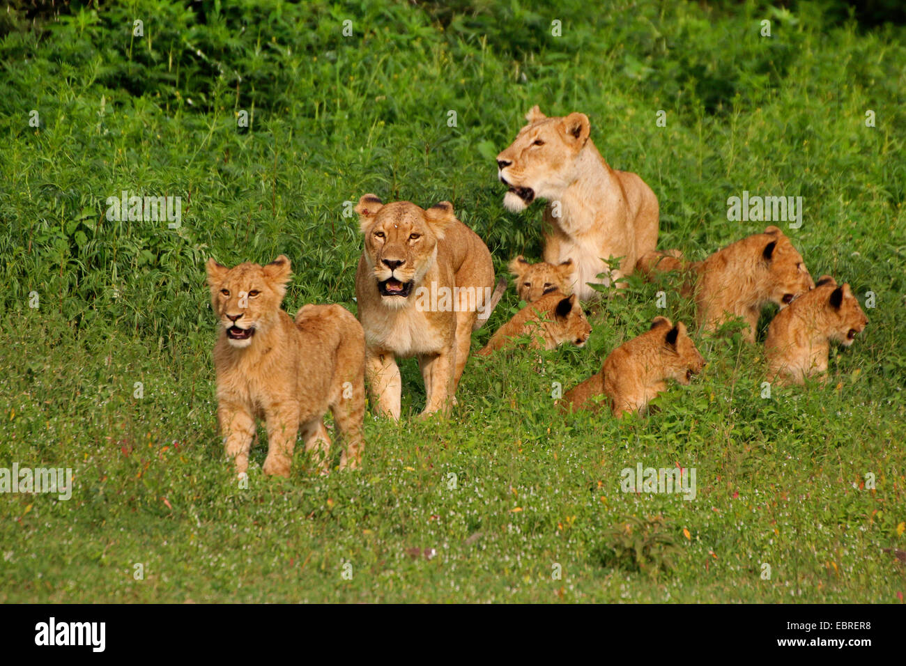 lion (Panthera leo), lionesses with young animals, Tanzania, Serengeti National Park Stock Photo