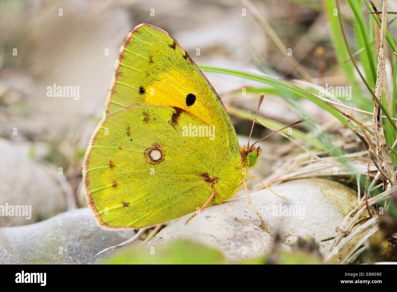 clouded yellow (Colias croceus, Colias crocea), male sitting on the ground, Europe Stock Photo