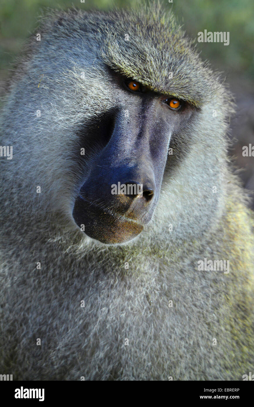 yellow baboon, savannah baboon, anubius baboon, olive baboon (Papio anubis, Papio cynocephalus anubis), bowing the head Stock Photo