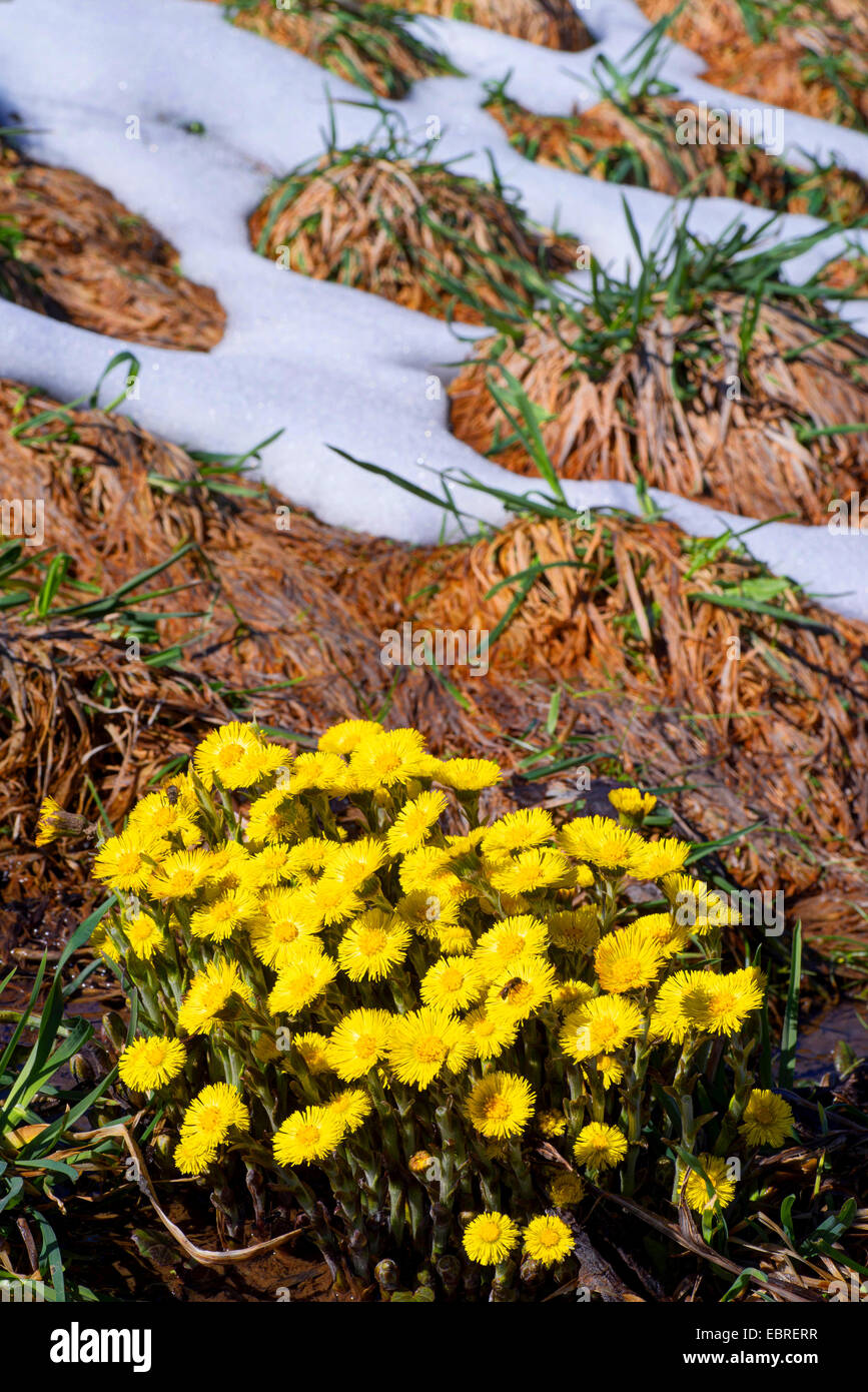 colt's-foot, coltsfoot (Tussilago farfara), blooming in winter, Germany, Bavaria, Oberbayern, Upper Bavaria Stock Photo