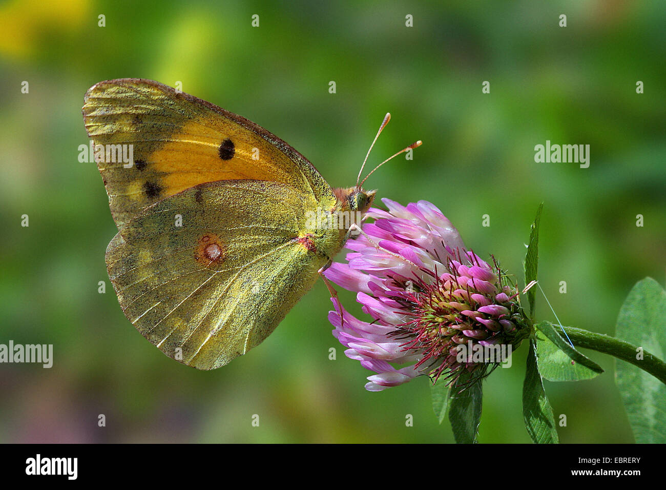 Colias croceus hi-res stock photography and images - Alamy