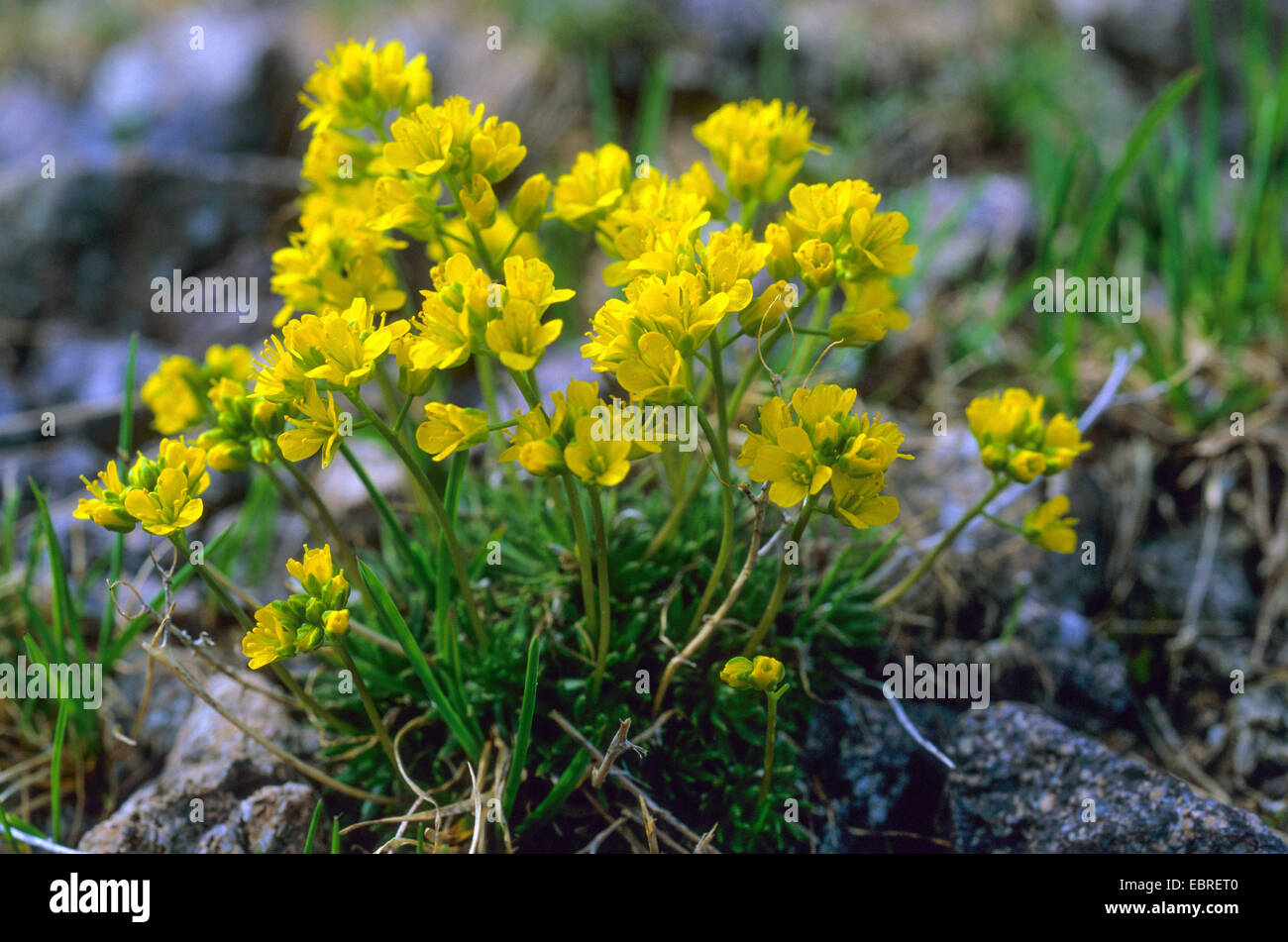 yellow whitlowgrass (Draba aizoides), blooming, Italy, South Tyrol, Dolomites Stock Photo