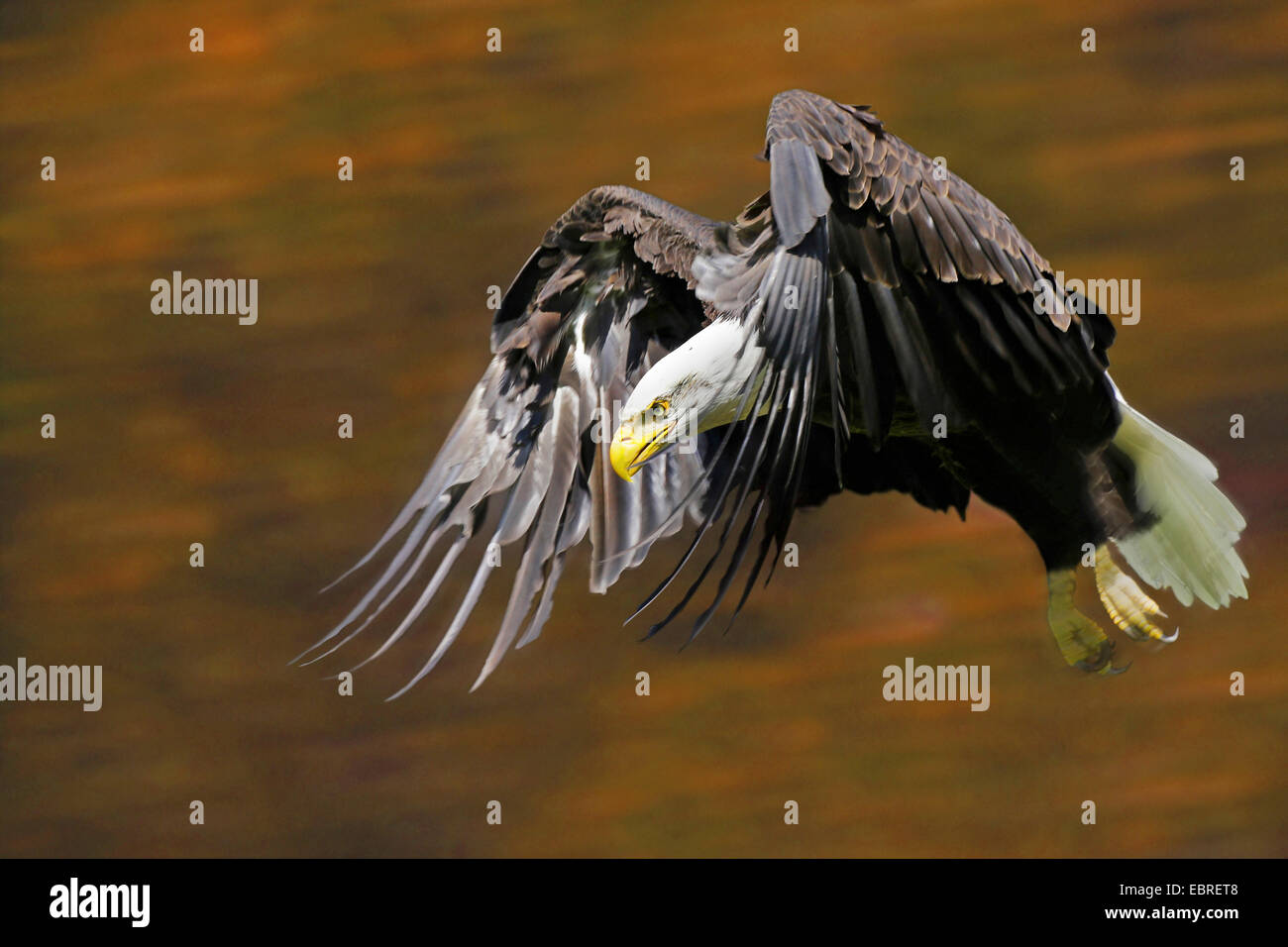 American bald eagle (Haliaeetus leucocephalus), flying, Canada Stock Photo