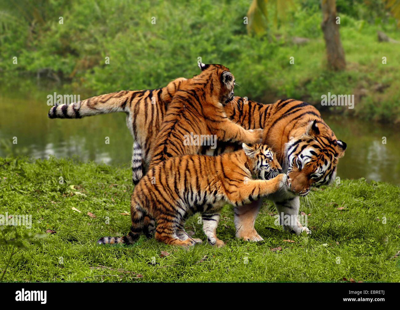 tiger (Panthera tigris), mother playing with young animals Stock Photo